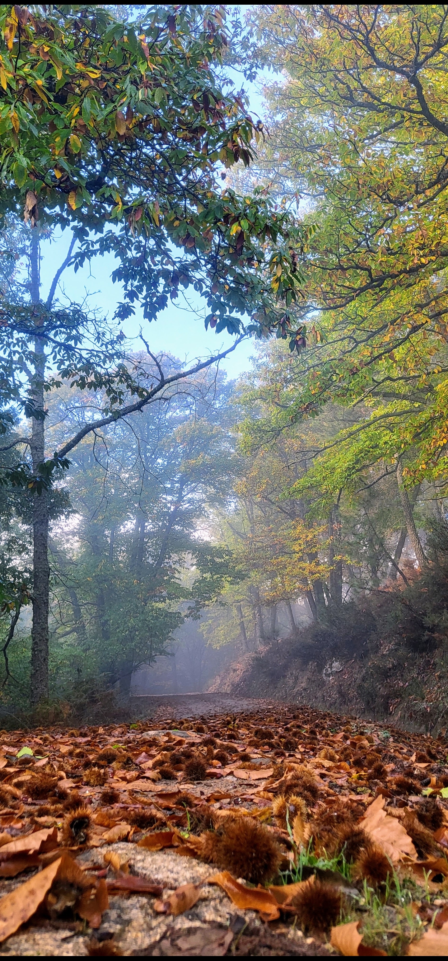 Bruma de otoño